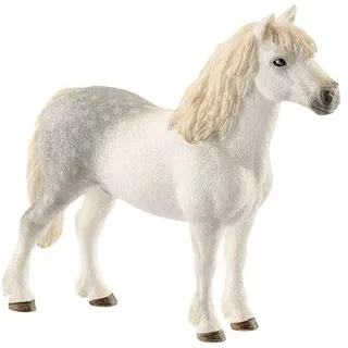 Welsh pony stallion