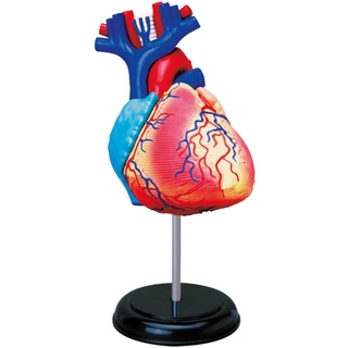 EXPLORA - Herz - Anatomie des menschlichen Körpers - 546052 - Realistisches Modell mit 31 Teilen - Montageanleitung und Bildungsquiz - Entdeckungskit - Kinderspiel - Wissenschaftlich - Ab 8 Jahren