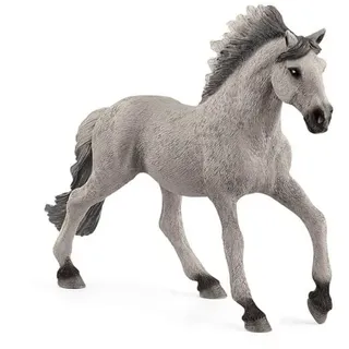 Sorraia Mustang Stallion