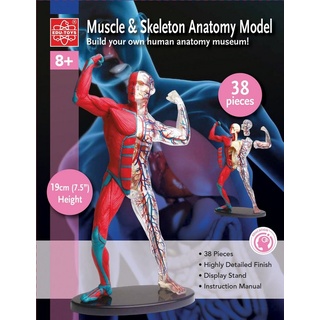 Edu-Toys Experimentierkasten Anatomisches 19 cm Modell mit Muskeln, Knochen und Blutbahnen Bausatz, (1-tlg)