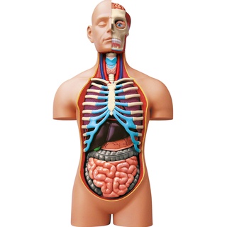 EXPLORA - Torso - Anatomie des menschlichen Körpers - 546080 - Realistisches Modell mit 54 Teilen - Montageanleitung und Bildungsquiz - Entdeckungskit - Kinderspiel - Wissenschaftlich - Ab 8 Jahren