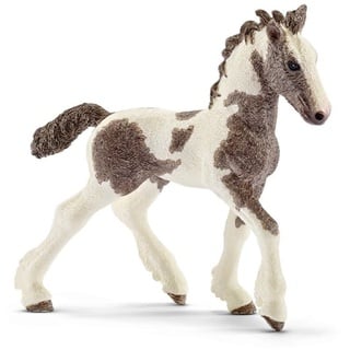 Tinker foal