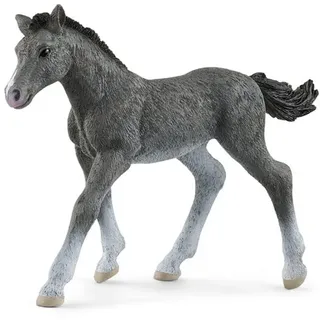 Trakehner Foal