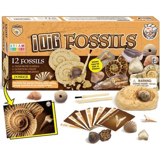 Fossilien Steine Ausgrabungsset Für Kinder Ausgrabung Fossilien Experimentierkästen Für Kinder Ab 7 8 9 10 Jahre
